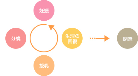 妊娠→分娩→授乳→生理の回復→閉経