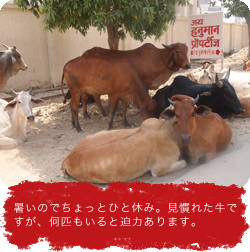 暑いのでちょっとひと休み。見慣れた牛ですが、何匹もいると迫力あります。